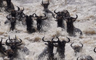 The Great Migration – Wildebeest heading north across the Mara River in the Serengeti  – Tanzania, 2024