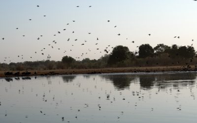 Thousands of Cape Turtle Doves at a waterhole – Mana Pools, Zimbabwe 2024