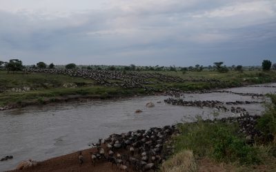 Thousands of Wildebeest heading south across the Mara River in the Serengeti – the great migration – Serengeti, Tanzania 2024