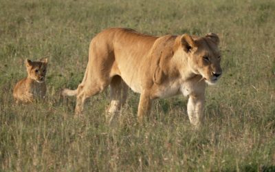 Lioness and her cub – Maasai Mara, Kenya 2024