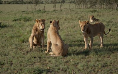 Lions play with a very young cub – Maasai Mara, Kenya 2024