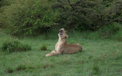 Lions in the rain – Maasai Mara, Kenya 2024