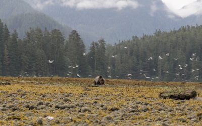 Grizzly bears fishing in Kynoch – British Columbia, Canada 2024
