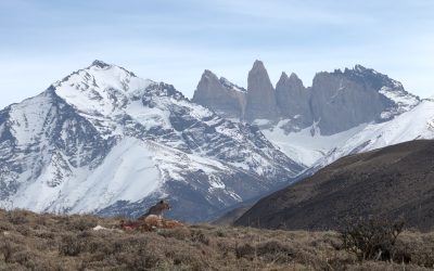 Female Puma near Torres del Paine – Patagonia, Chile 2025