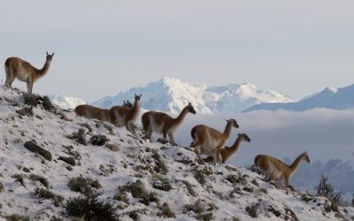 Guanacos in Chile’s Patagonia – 2025