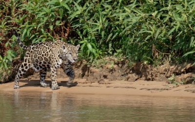 Jaguar along the river bank in the northern Pantanal