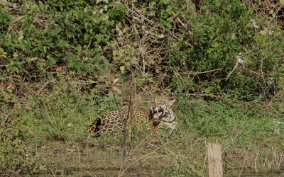 Jaguar calling her cub in the southern Pantanal – Brazil 2025