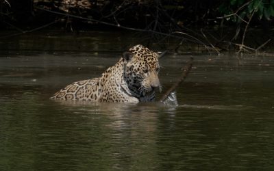Jaguar plays with stick in a waterhole – Caiman Ecological Reserve, Pantanal, Brazil 2025