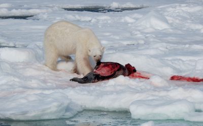 Polar Bear dragging and caching a Harp Seal – Svalbard 2025