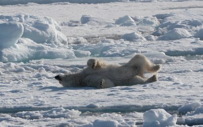 Polar Bear rolling in the ice – Svalbard, 2025