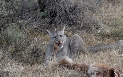 Puma on a Guanaco carcass in Chile’s Patagonia – 2025