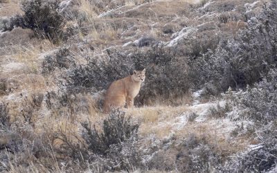 Puma on a snowy hillside in Patagonia – Chile 2025