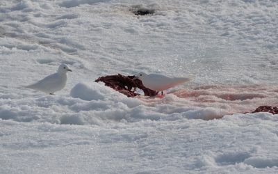 Ivory Gulls on the pack ice – Svalbard, Norway 2025