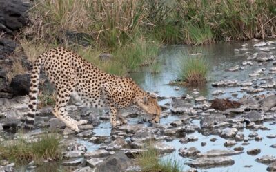 A Cheetah enjoys a refreshing drink – Maasai Mara, Kenya 2025