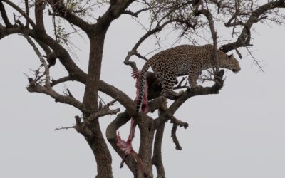 A female Leopard climbs a tree to reach safety – Maasai Mara, Kenya 2025
