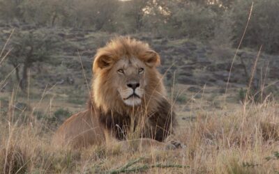 A huge male lion early in the morning – Maasai Mara, Kenya 2025