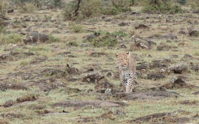A lovely female Leopard called Sankuet – Maasai Mara, kenya 2025