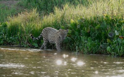 A young male Jaguar explores the river at sunrise – Pantanal, Brazil 2025