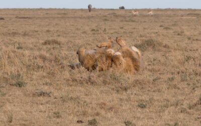 Bonding session between two male lions – Maasai Mara, Kenya 2025