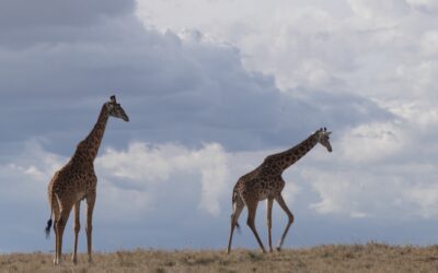 Browsing Giraffes on a hillside with nice cloud formations – Maasai Mara, Kenya 2025