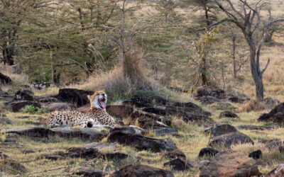 Cheetah on the rocks worried by a Hyena – Maasai Mara, Kenya 2025