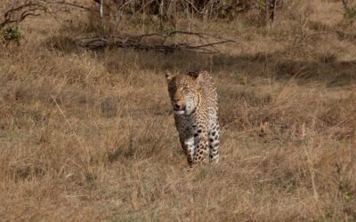 Female leopard explores her territory -Maasai Mara, Kenya 2025