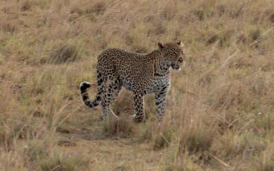 Female leopard wanders through the long grass on a windy afternoon – Maasai Mara, Kenya 2025