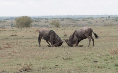 Fighting male Wildebeest – Maasai Mara, Kenya 2025