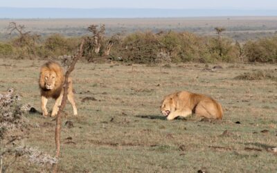 Fight between two male lions – Maasai Mara, Kenya 2025