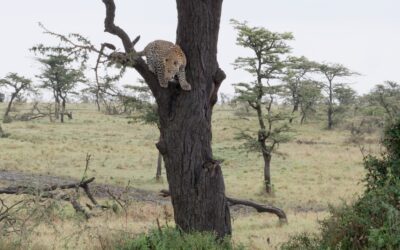 Leopard and her cub come down from the tree – Maasai Mara, Kenya 2025