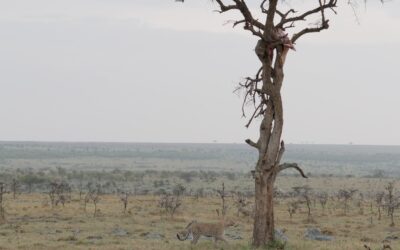 Leopard and her young male cub climb a tree to feast on an Impala carcass – Maasai Mara, Kenya 2025