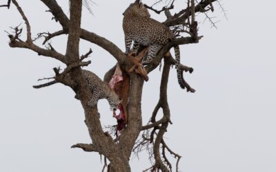 Leopard and her young son feast on an Impala high in a tree – Maasai Mara, Kenya 2025