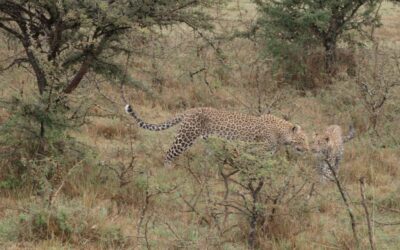 Leopard calling for and finding her cub – Maasai Mara, Kenya 2025