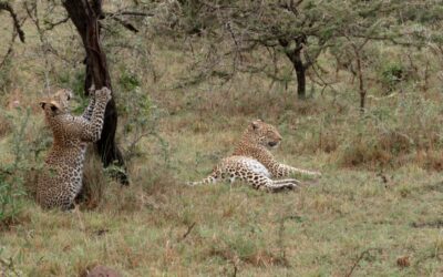 Leopard cub fools around – Maasai Mara, Kenya 2025