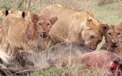Lion pride feasts on a Wildebeest  carcass – Maasai Mara, Kenya 2025