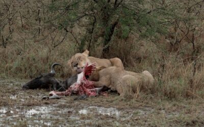 Lion pride on a wildebeest carcass during a thunderstorm – Maasai Mara, Kenya 2025