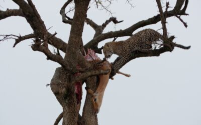 Male Leopard cub on a kill in a tree during a thunderstorm – Maasai Mara, Kenya 2025