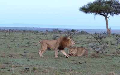 Noisy and angry interaction between two male lions – Maasai Mara, Kenya 2025