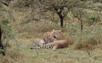 Playtime for a Leopard and her cub – Maasai Mara, Kenya 2025
