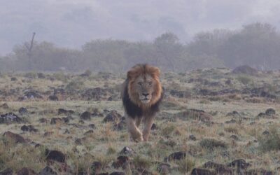 Big male lion on a misty morning – Maasai Mara, Kenya 2025