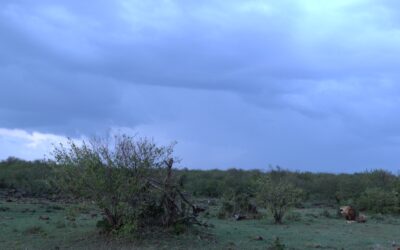 Huge male Lion roaring as the storm clouds gather – Maasai Mara, Kenya 2025