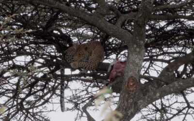Leopard in a tree during a heavy thunderstorm –  Maasai Mara, Kenya 2025