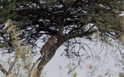 Leopard leaves her kill high in a tree and goes for a walkabout – Maasai Mara, Kenya 2025
