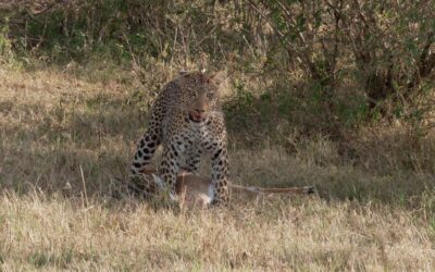 Leopard with her Thompson’s Gazelle kill – Maasai Mara, Kenya 2025