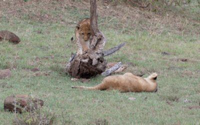 Lion cubs playing around a tree stump – Maasai Mara, Kenya 2025