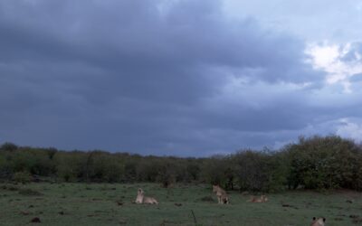 Lion pride under a stormy sky – Maasai Mara, Kenya 2025