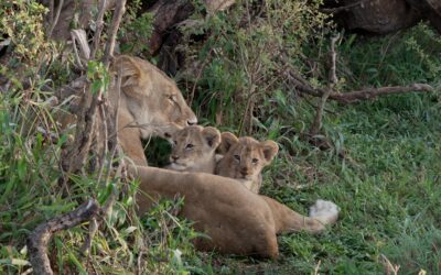 Lioness grooms and suckles her six week old cubs – Maasai Mara, Kenya 2026