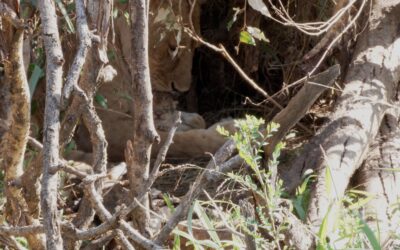 Lion cubs just a few days old are groomed by their mother – Maasai Mara, Kenya 2026