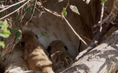 Lioness suckles her less than one week old cubs – Maasai Mara, Kenya 2026