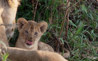 Lioness with her six week old cubs in the den – Maasai Mara, Kenya 2026